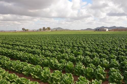 Excelente campo de lechuga romana
