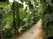 Producción uniforme hasta el final del cultivo