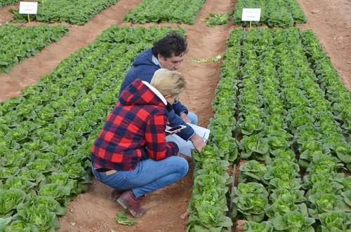 Explicando las diferentes características de estos cultivos de hoja