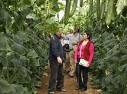 Técnicos y agricultores entre plantas de Kantaka.