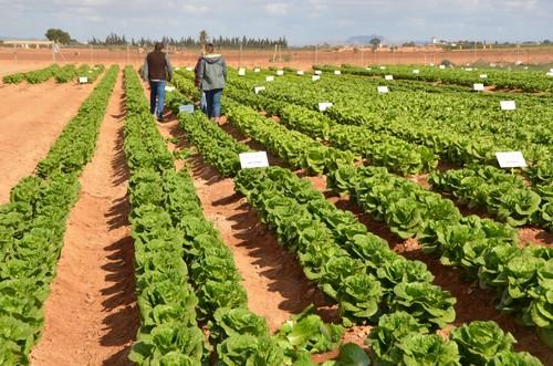 Numerosas variedades son las que los visitantes podrán conocer en estas jornadas de campo