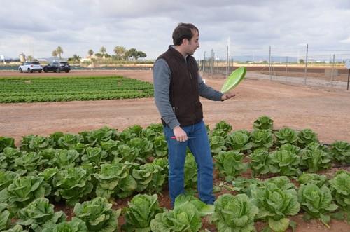 Jesús Bayano mostrando una de las variedades de lechuga romana