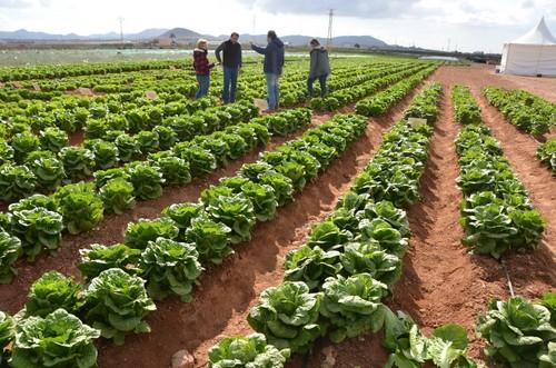 Excelentes campos de cultivo con plantaciones de calidad