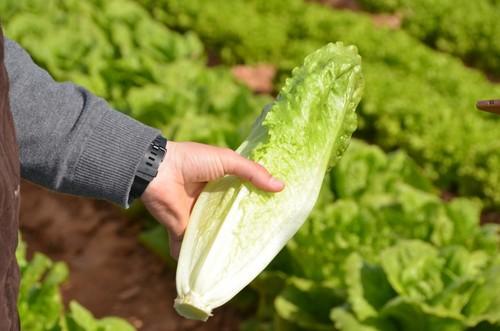 Lechuga romana