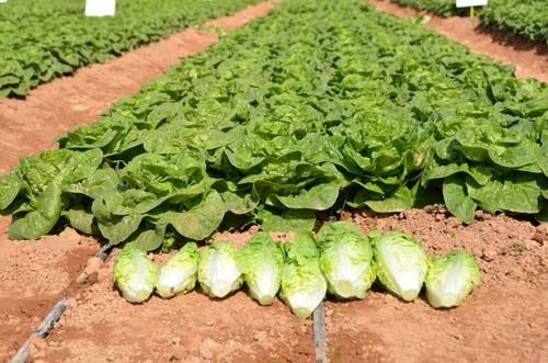 Diferentes variedades de little gem que se caracterizan por su planta vigorosa y diversas resistencias