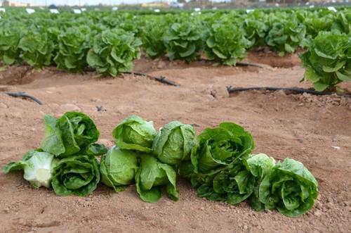Las variedades de lechuga romana de Ramiro Arnedo destacan por su buen comportamiento frente a tip-burn.