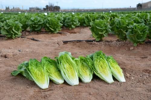 Diferentes variedades de lechuga romana de Ramiro Arnedo