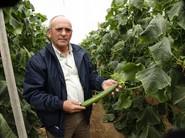 Uno de los técnicos de Syngenta mostrando frutos de excelente calidad.