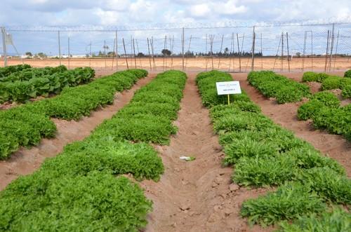 Cultivo de batavias