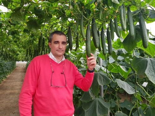 Germán Victoria, cucumber crop advisor de Semillas Fitó.