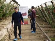 Agricultores viendo tomates Valkirias.