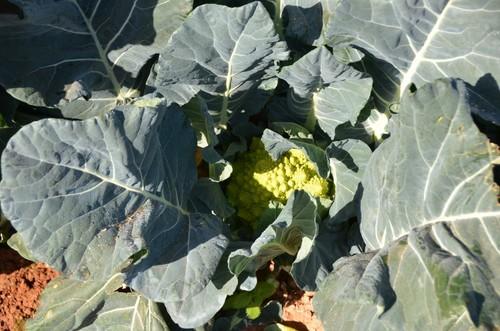 Romanesco de la variedad Navona F1.