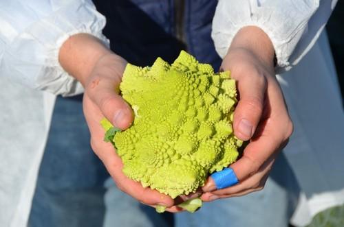 Una novedad en romanesco, el CLX33735F1.