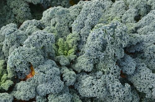 Variedad de col crespa Winterbor.