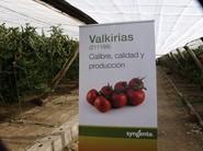 Cartel de Valkirias.
