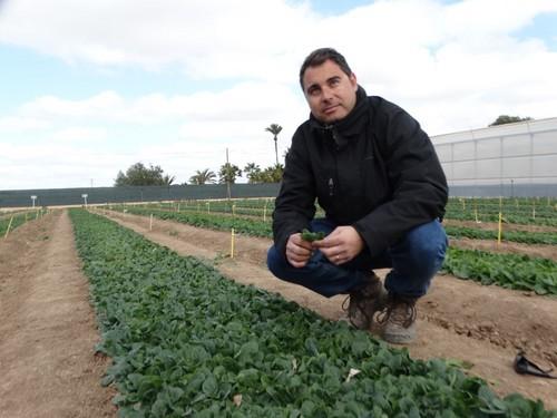 Carlos del Espino, en la zona destinada a los ensayos con espinaca.