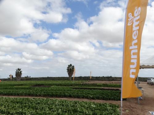 La finca experimental de Nunhems® está en La Palma (Cartagena).
