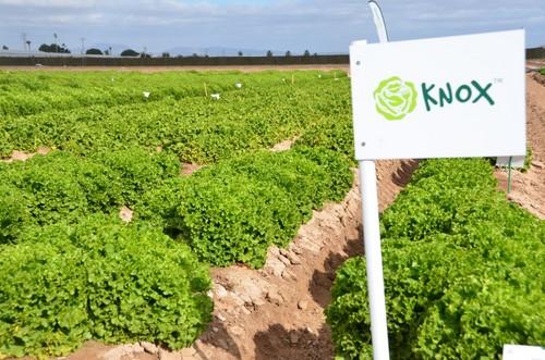 Knox no podía faltar a estas jornadas, cada vez más consolidado en el mercado