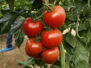 El color convence mucho a los productores y clientes.