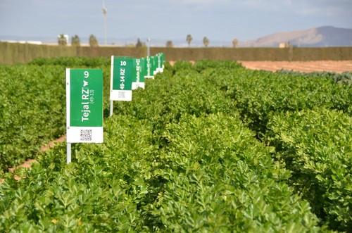 Gran variedad de apio para diferentes ciclos
