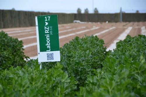 El apio también es un cultivo de gran importancia para Rijk Zwaan