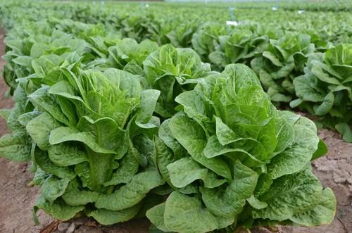 Lechuga romana