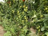 Las plantas estaban muy limpias de plagas y enfermedades.