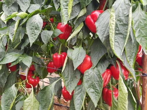 Numanthia es una variedad con el 40% de calibres G y un 60% de GG.