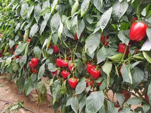 Adriano es para plantaciones a partir del 20 de julio.