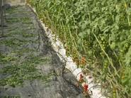 Y seguimos admirando los tomates de Nunhems.
