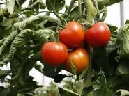 Los tomate del Valkirias son muy atractivos.