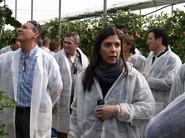 Mostrando cultivos de tomate.