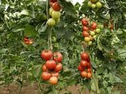 Muchos tomates.