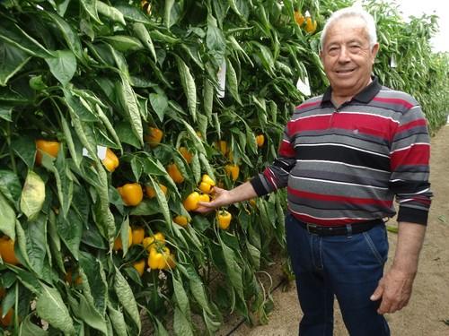 Este agricultor observa la uniformidad de Tounela.