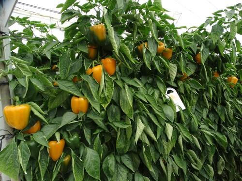 La variedad Malmo es para plantaciones medias.
