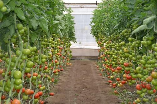 Excelente producción de la nueva variedad 74-342 RZ