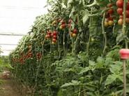 Plantas de buen porte, tallo fuerte, resistentes y con una alta carga de tomate.