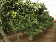 Plantas fuertes y productivas.