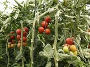 Tomates muy parejos.Tallo fuerte.