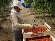 Trabajadores recolectando Valkirias.