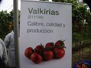 Valkirias.