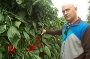 José Antonio López quedó sorprendido por la calidad del fruto de 35-620 RZ.