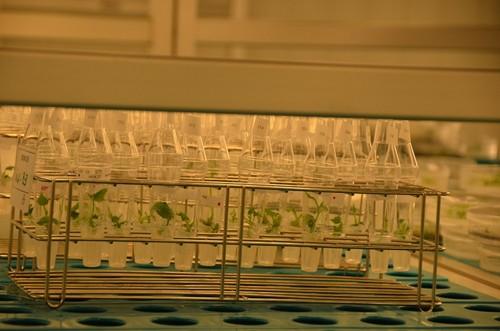 Una de las cámaras que utiliza el personal de laboratorio del centro de Bayer de San Nicolás.