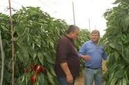Los agricultores observan con detenimiento la plantación.