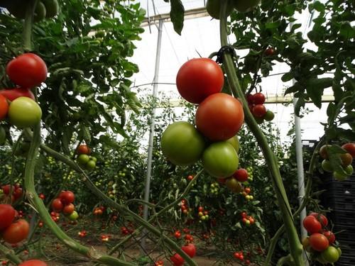 Esta variedad tiene una alta producción, con calibre 'G' constante durante todo el ciclo.