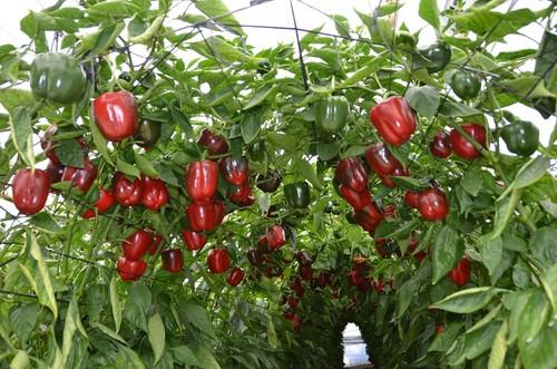 Choza de pimiento California rojo Torrente, de Motroy Seeds.