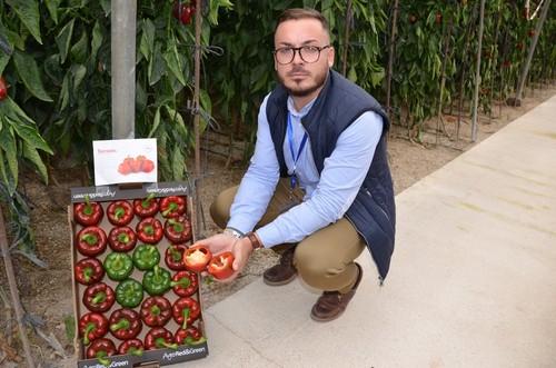 Jesús Capel, técnico comercial de Motroy Seeds, muestra la excelente pared de Torrente.