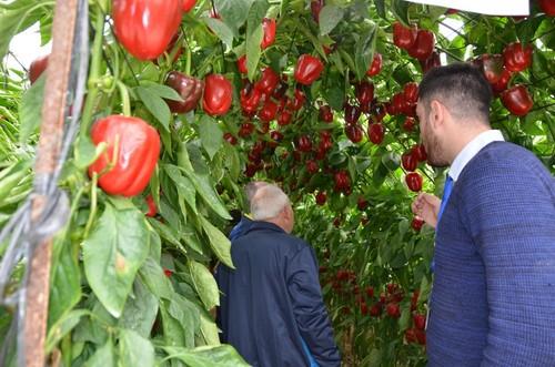 Dos agricultores conocen Torrente de la mano de Javier Puga, técnico comercial de Motroy Seeds.