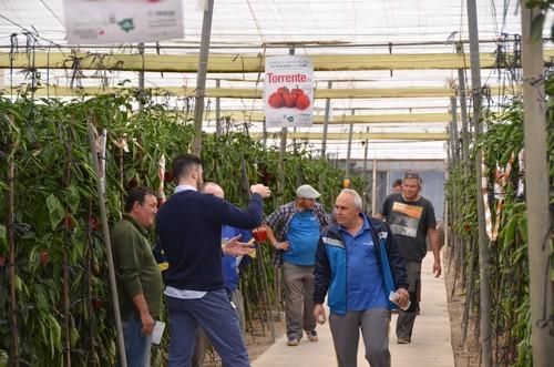 Un momento de la visita en la jornada de puertas abiertas del pimiento California rojo de Motroy Seeds, Torrente.