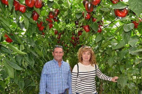 Dos agricultores de Berja posan para FHALMERÍA en un espectacular líneo de pimiento Torrente, de Motroy.